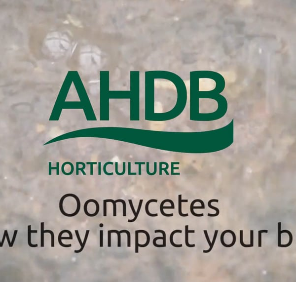 Oomycetes and how they impact your business